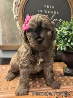 Purple, a female Golden Mountain Doodle for sale in Hartselle, AL – 1 of 1