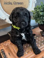 Green, a male Golden Mountain Doodle for sale in Hartselle, AL – 1 of 1