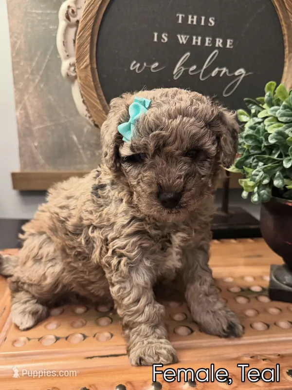 Teal – Golden Mountain Doodle puppy for sale in Hartselle, AL