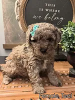 Teal, a female Golden Mountain Doodle for sale in Hartselle, AL – 1 of 1