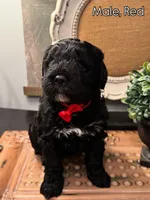 Red, a male Golden Mountain Doodle for sale in Hartselle, AL – 1 of 1