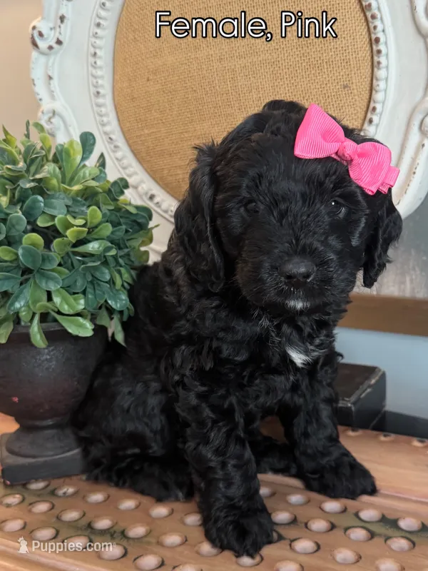Pink – Golden Mountain Doodle puppy for sale in Hartselle, AL