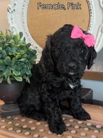 Pink, a female Golden Mountain Doodle for sale in Hartselle, AL – 1 of 1