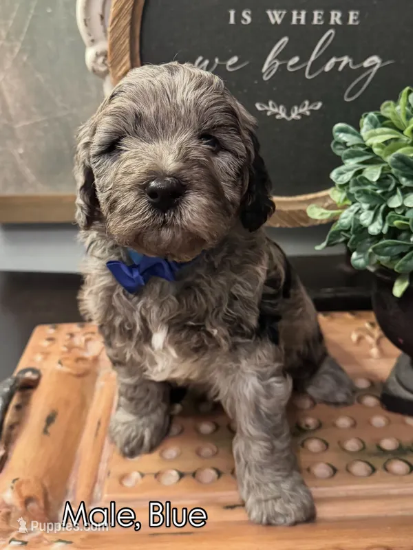 Blue – Golden Mountain Doodle puppy for sale in Hartselle, AL