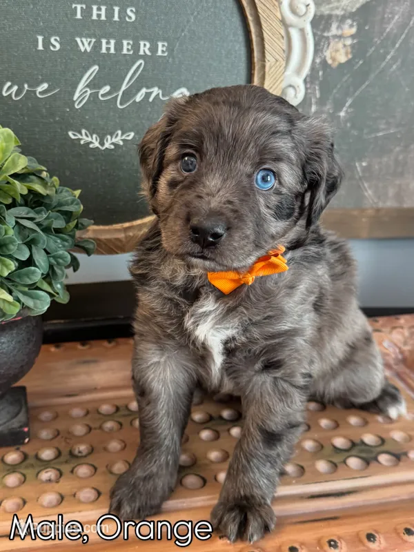 Orange – Golden Mountain Doodle puppy for sale in Hartselle, AL