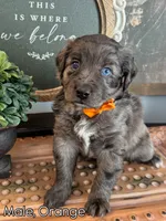 Orange, a male Golden Mountain Doodle for sale in Hartselle, AL – 1 of 1