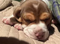 Smeagle, a male Beagle for sale in Severna Park, MD – 2 of 3