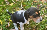 Seagull, a female Beagle for sale in Severna Park, MD – 2 of 2