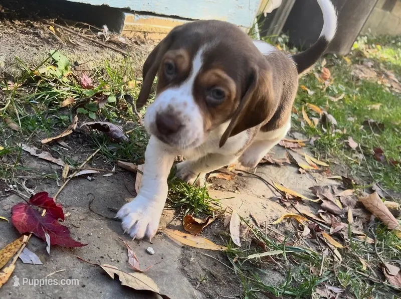 Regal – Beagle puppy for sale in Severna Park, MD