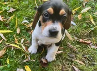 Seagull, a female Beagle for sale in Severna Park, MD – 1 of 2