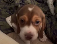 Smeagle, a male Beagle for sale in Severna Park, MD – 3 of 3