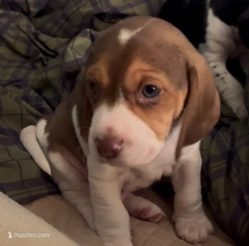 Smeagle – Beagle puppy for sale in Severna Park, MD