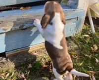 Regal, a male Beagle for sale in Severna Park, MD – 2 of 2