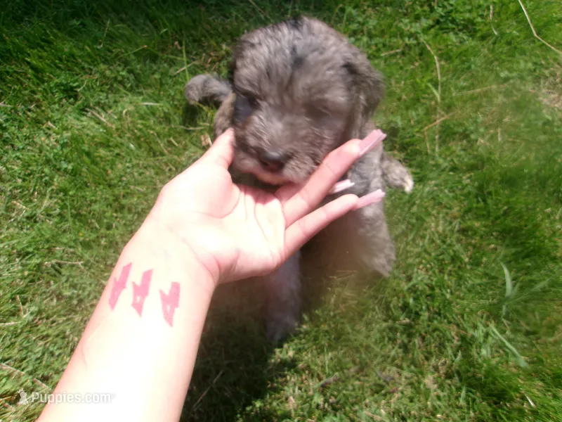 No name – Goldendoodle puppy for sale in Hampton, VA