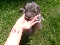 No name, a female Goldendoodle for sale in Hampton, VA – 1 of 1