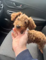  Rex, a male Miniature Goldendoodle for sale in Quarryville, PA – 3 of 3