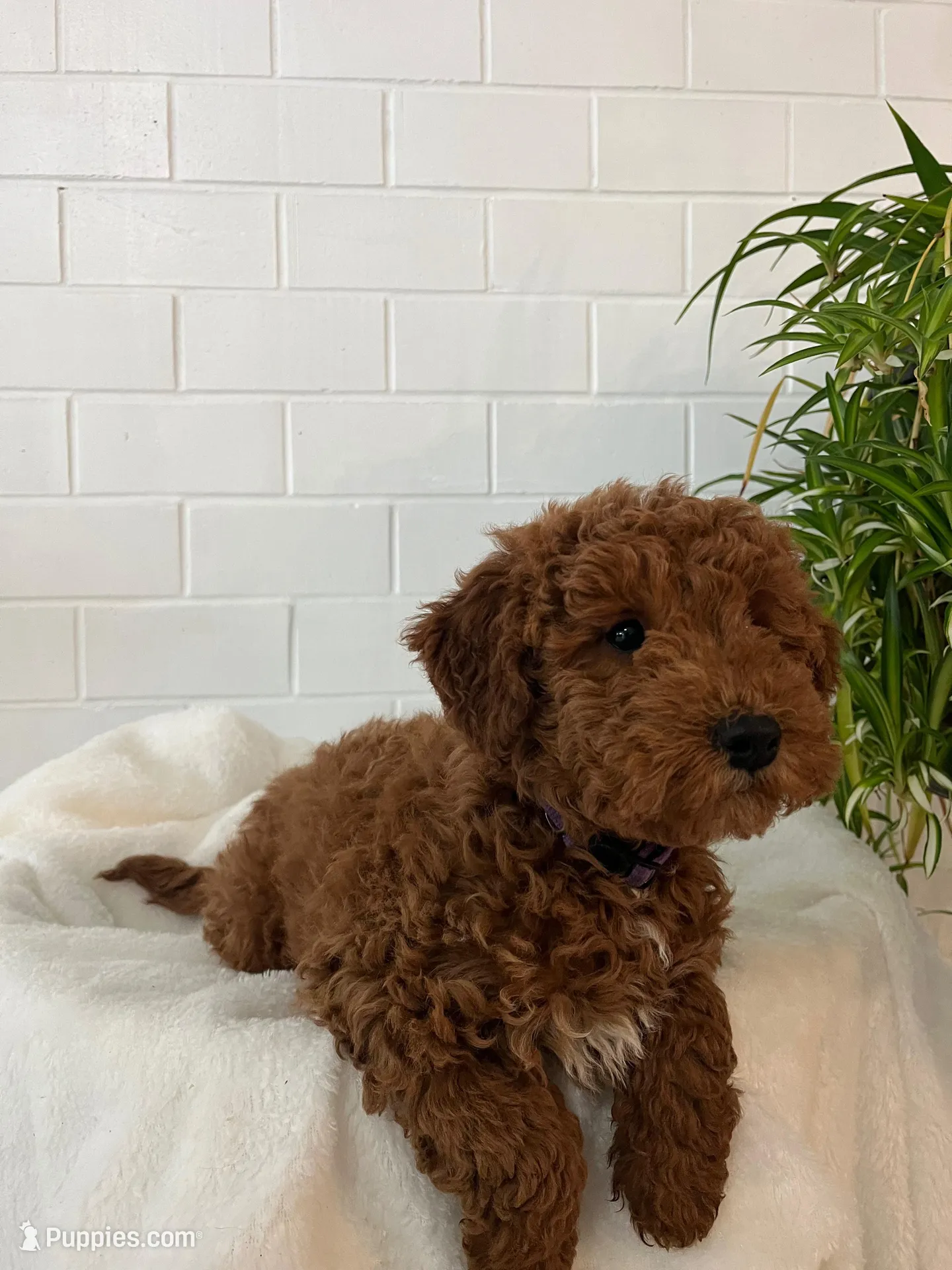 Lucy , a female Miniature Goldendoodle for sale in Quarryville, PA – Photo 2 of 10