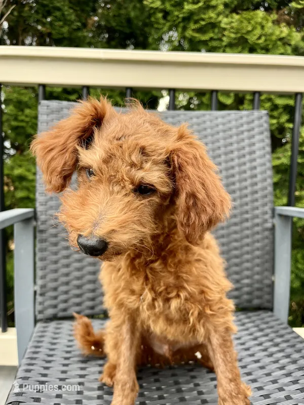  Rex – Miniature Goldendoodle puppy for sale in Quarryville, PA