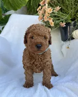 Tucker, a male Miniature Goldendoodle for sale in Quarryville, PA – Photo 4 of 5