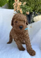 Tucker, a male Miniature Goldendoodle for sale in Quarryville, PA – Photo 5 of 5