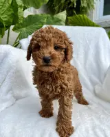 Tucker, a male Miniature Goldendoodle for sale in Quarryville, PA – Photo 2 of 5