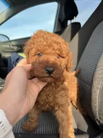 Jasper , a male Miniature Goldendoodle for sale in Quarryville, PA – Photo 2 of 3