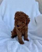 Jasper , a male Miniature Goldendoodle for sale in Quarryville, PA – Photo 3 of 3