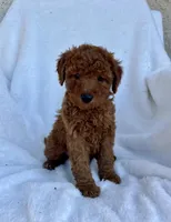 Jasper , a male Miniature Goldendoodle for sale in Quarryville, PA – Photo 1 of 3