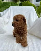 Rex, a male Miniature Goldendoodle for sale in Quarryville, PA – Photo 4 of 7