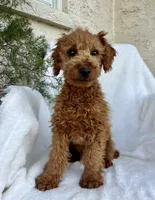 Rex, a male Miniature Goldendoodle for sale in Quarryville, PA – Photo 2 of 7
