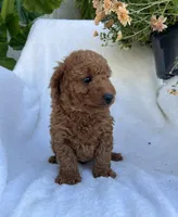 Rex, a male Miniature Goldendoodle for sale in Quarryville, PA – Photo 6 of 7