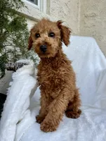 Rex, a male Miniature Goldendoodle for sale in Quarryville, PA – Photo 1 of 7