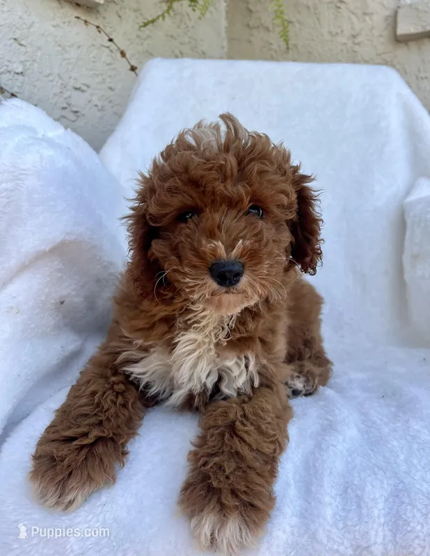 Tucker – Miniature Goldendoodle puppy for sale in Quarryville, PA