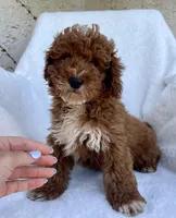 Tucker, a male Miniature Goldendoodle for sale in Quarryville, PA – Photo 3 of 4