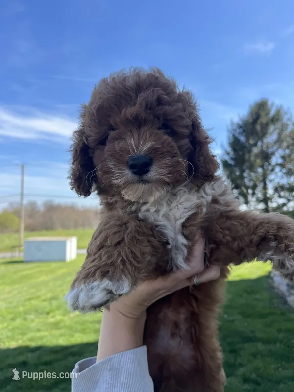 Tucker – Miniature Goldendoodle puppy for sale in Quarryville, PA