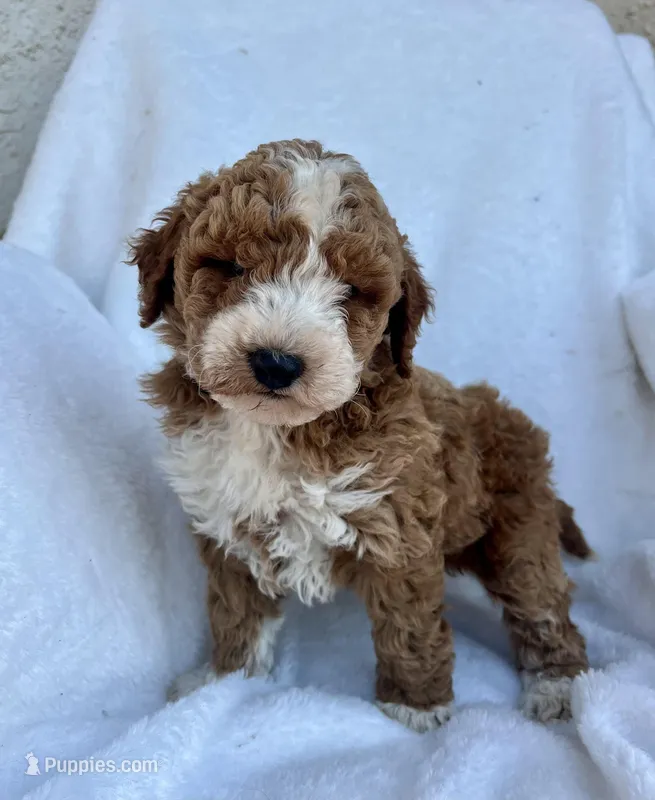 Jack – Miniature Goldendoodle puppy for sale in Quarryville, PA