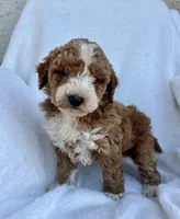 Jack, a male Miniature Goldendoodle for sale in Quarryville, PA – Photo 1 of 3