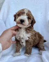 Jack, a male Miniature Goldendoodle for sale in Quarryville, PA – Photo 3 of 3