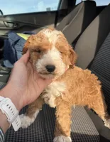 Jack, a male Miniature Goldendoodle for sale in Quarryville, PA – Photo 2 of 3