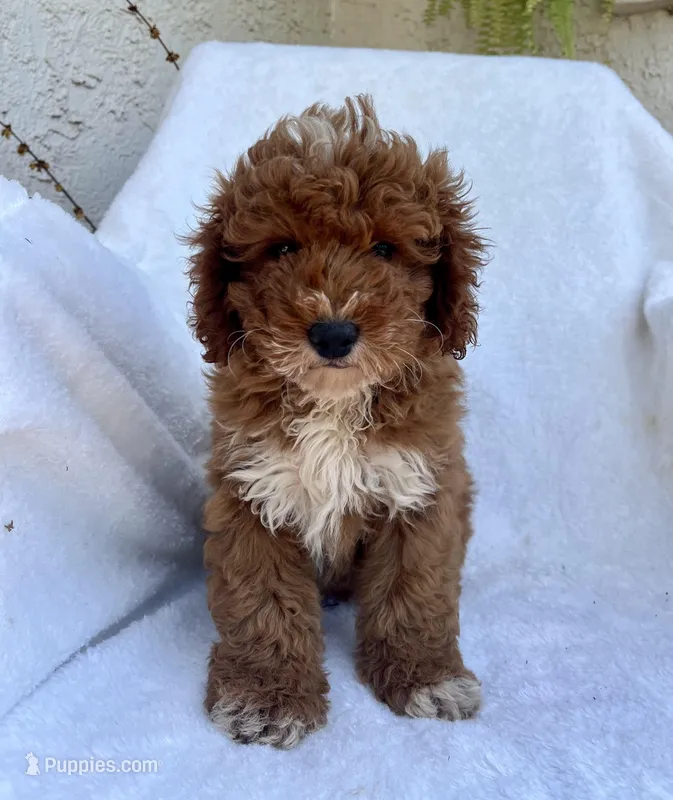 Tucker – Miniature Goldendoodle puppy for sale in Quarryville, PA
