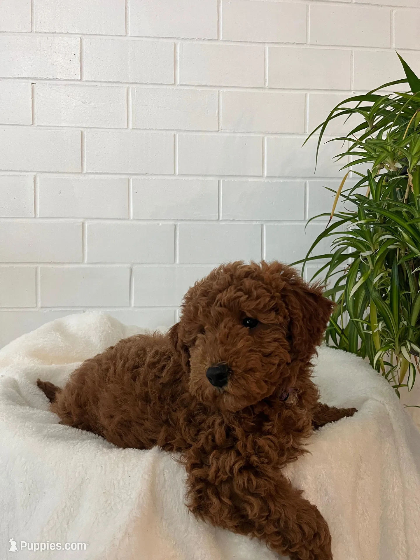 Lucy  – Miniature Goldendoodle puppy for sale in Quarryville, PA
