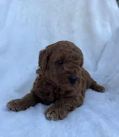 Jasper, a male Miniature Goldendoodle for sale in Quarryville, PA – Photo 7 of 8