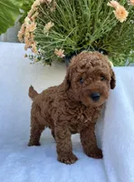 Jasper, a male Miniature Goldendoodle for sale in Quarryville, PA – Photo 3 of 8