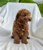Jasper, a male Miniature Goldendoodle for sale in Quarryville, PA – Photo 2 of 8
