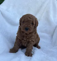 Jasper, a male Miniature Goldendoodle for sale in Quarryville, PA – Photo 8 of 8
