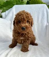 Jasper, a male Miniature Goldendoodle for sale in Quarryville, PA – Photo 1 of 8