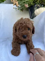 Jasper, a male Miniature Goldendoodle for sale in Quarryville, PA – Photo 5 of 8