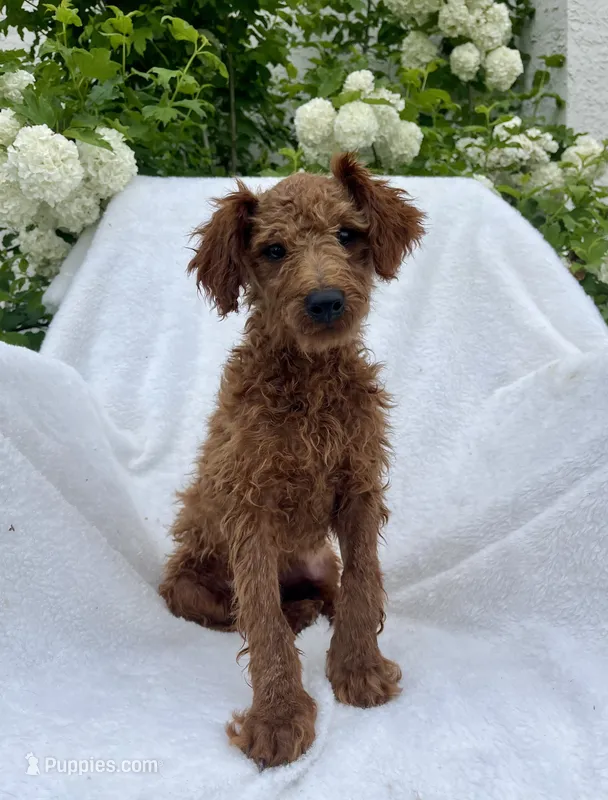  Rex – Miniature Goldendoodle puppy for sale in Quarryville, PA