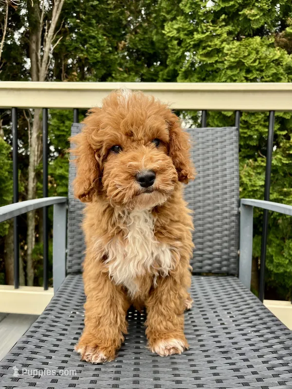 Tucker – Miniature Goldendoodle puppy for sale in Quarryville, PA
