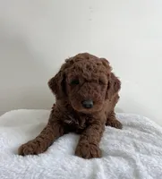 Moose, a male Miniature Goldendoodle for sale in Quarryville, PA – Photo 1 of 7